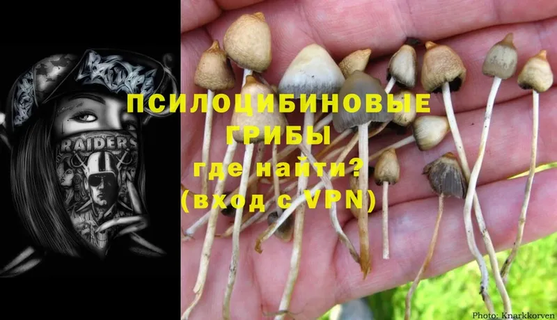 Псилоцибиновые грибы Psilocybe  купить наркотик  Богородицк 